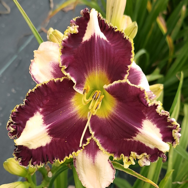 Blackberry Cream Pie - 1 Fan Blackberry Cream Pie - 1 Fan