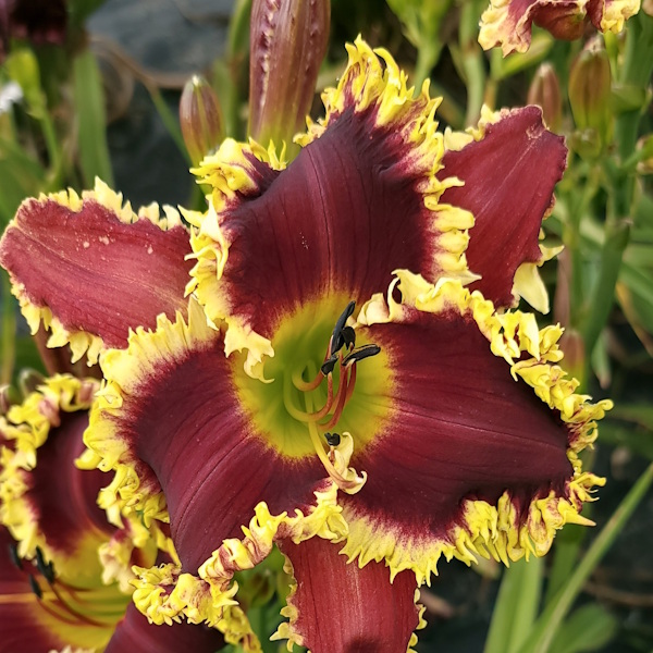 Sharp Dude (fka Tons of Teeth) - 1 Fan Sharp Dude (fka Tons of Teeth) - 1 Fan