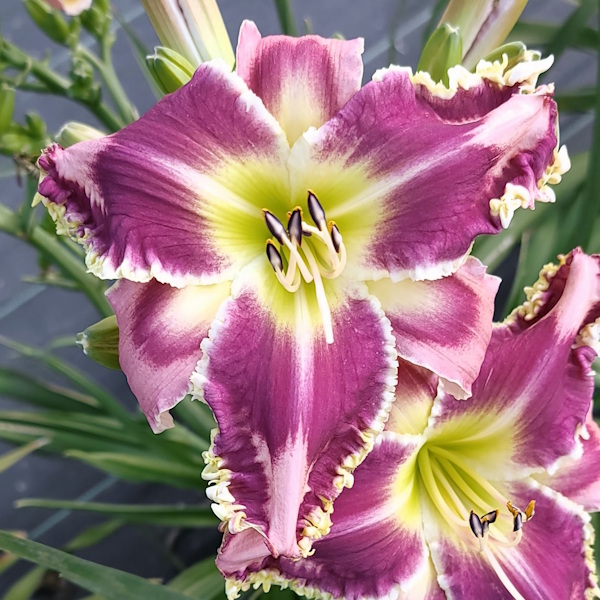 Valentine Hearts - 1 Fan Valentine Hearts - 1 Fan