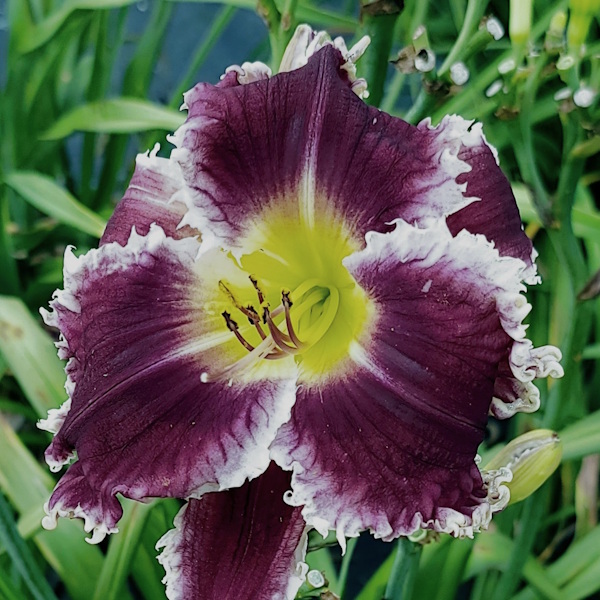 Jack Attack - Sold Out Jack Attack - Sold Out