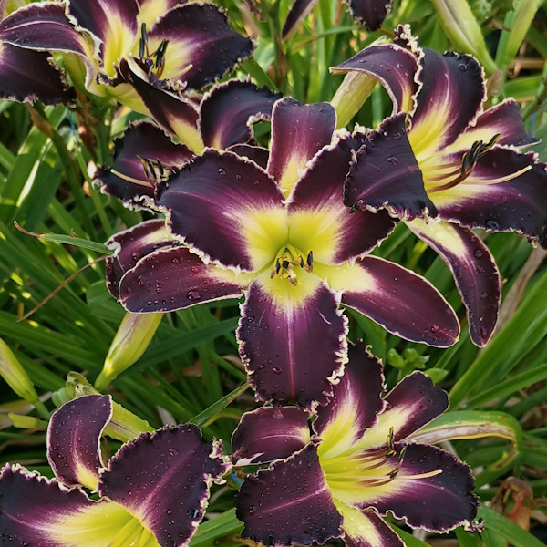 Purple Wine Wonder - 1 Fan Purple Wine Wonder - 1 Fan