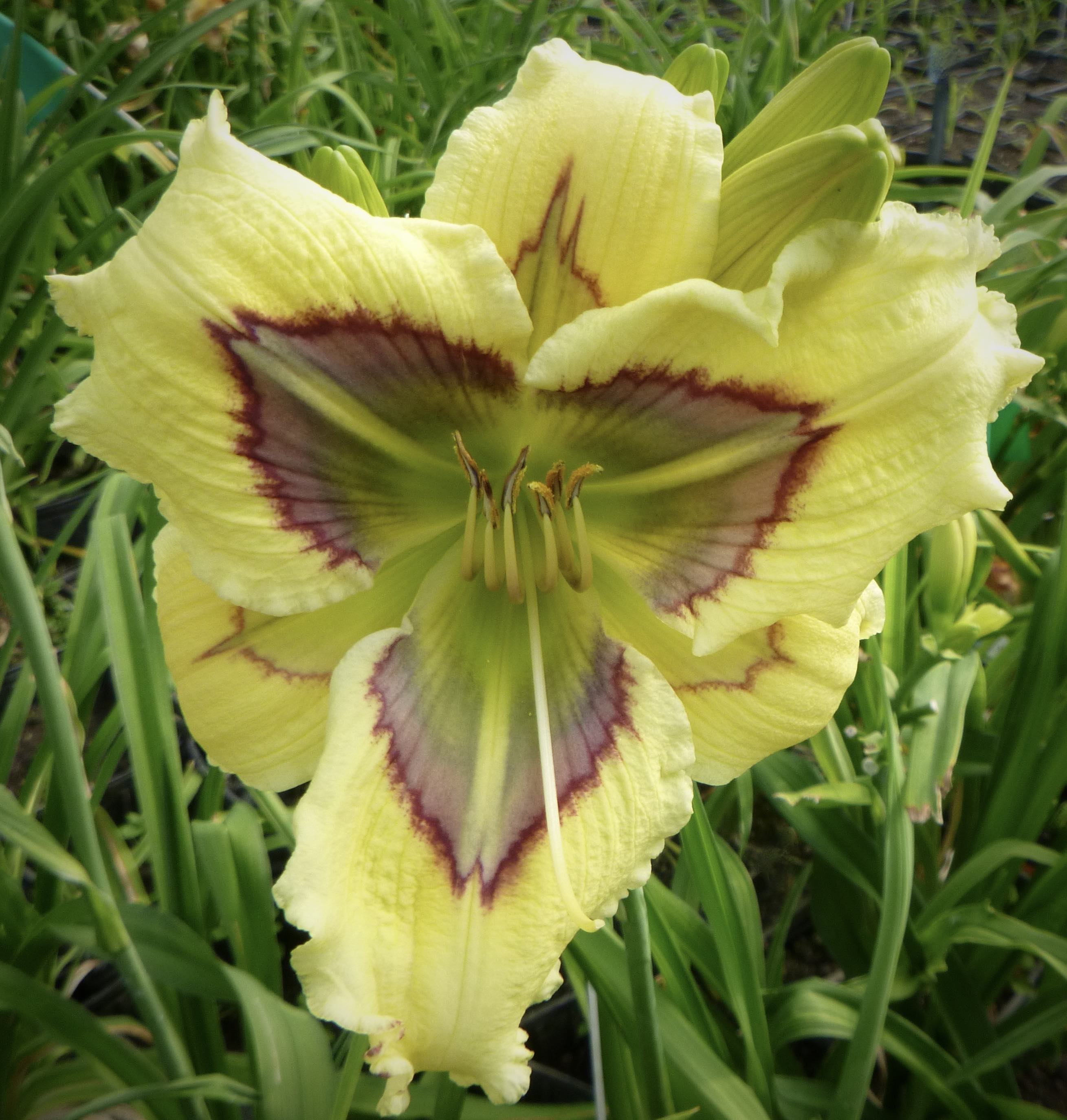 Nordic Leprechaun - Display Only Nordic Leprechaun - Display Only